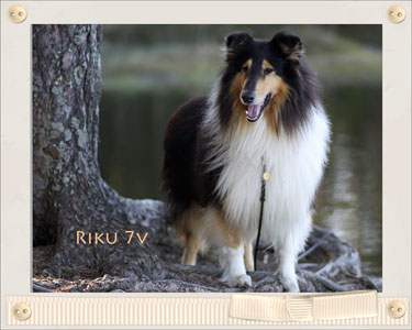 Riku 7v